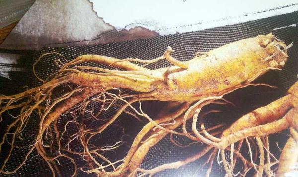 Ginseng Merah  Buat Penderita HIV Bertahan Hidup Puluhan Tahun